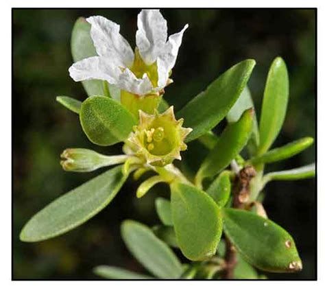 bantigue tree|Pemphis acidula .